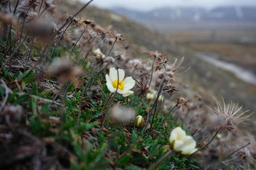Arctic Flora